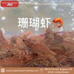 Live Sport Shrimp
鲜活珊瑚虾