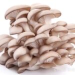 Oyster Mushroom 蠔菇/平菇