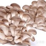 Oyster Mushroom 蠔菇/平菇