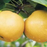 Korean Golden Pear 
韩国黄金梨