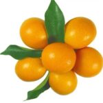 Kumquat 
金桔